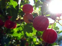 102.webp
