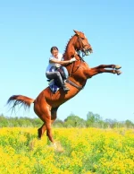 x_4ea8de00.webp