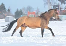x_79e41d3d.webp