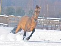 x_a27cd243.webp