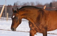 x_5507a49f.webp
