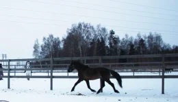 z_0a54774a.webp