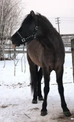 z_46cdad24.webp