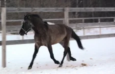z_b1b74899.webp