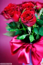 lori-0003118368-ynd.webp