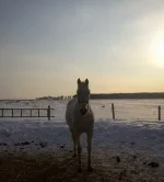 x_038c2265.webp