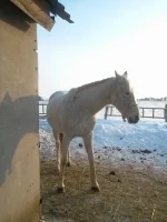x_453e3f60.webp