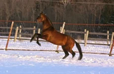 x_e0b55a43.webp