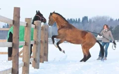 x_fd81a7bb.webp