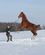x_4e5b641f.webp