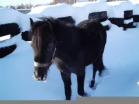 DSCF0369.webp