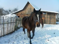SAM_2559.webp