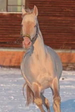 x_7c36cc27.webp