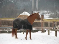 x_7f9e8000[1].webp