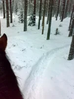 тропка.webp