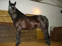 для2.webp