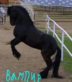 x_9d940bac.webp