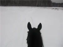 42f53017421a[1].webp
