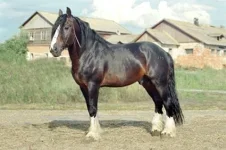 Каштановый.webp
