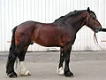 Гектограф.webp