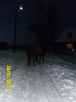 SAM_0193.webp