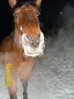 SAM_0195.webp