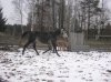 фото лошадей 028.jpg