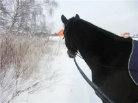 b7bb77d8c382[1].webp