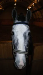 IMGP002311.webp