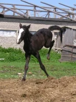 маленький.webp