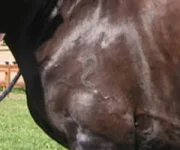 top-horse2.webp