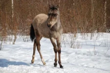 Бахаргуль-(2).webp