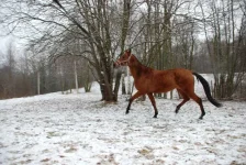 Дарсия (2).webp