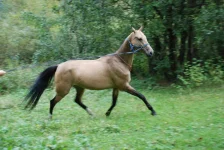 Печора-(2).webp