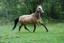 Печора-(4).webp