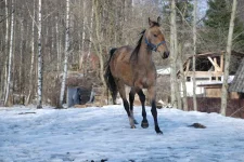 Печора-(6).webp