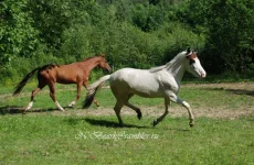 Кызыл Тельпек и Загадка Таука(3).webp