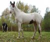 Кызыл Тельпек или Красная Шапочка (1).jpg