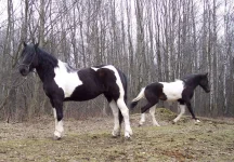 Магнолия-и-Магия-03.2007_1.webp