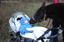 Арабо-пони-(1).webp