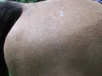 DSCF4311.webp