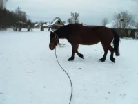SAM_0301.webp