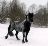Барон.webp