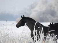 x_2a922c33.webp