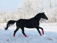 x_129f9097.webp