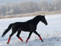 x_171f5164.webp