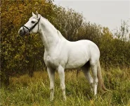 Memfis_007.webp