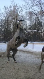 x_63e1150f[1].webp