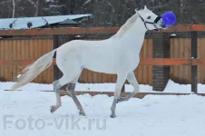 VIK5624.webp
