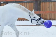 VIK5634.webp